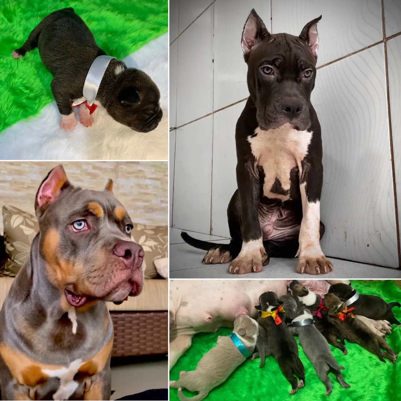 AMERICAN BULLY Filhote (PEDIGREE, MICROCHIP, VACINADO E VERMÍFUGADO)parcela em 12x.