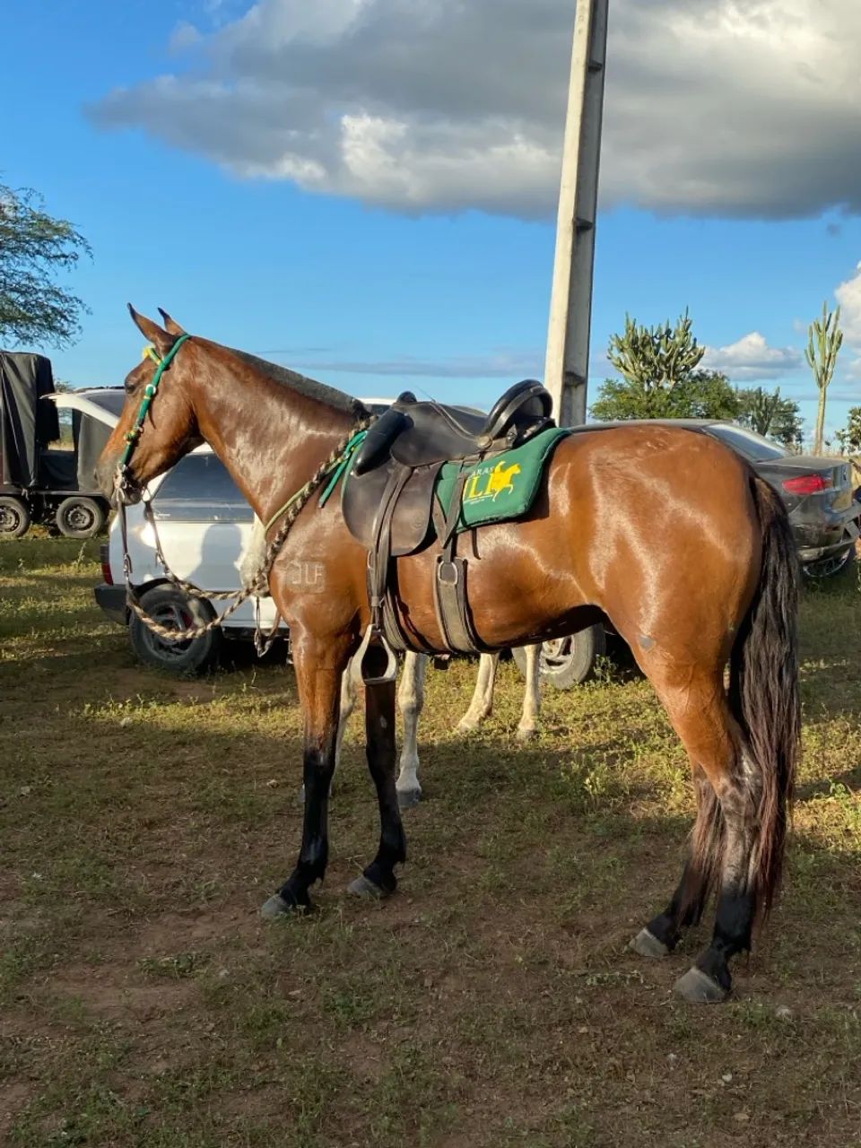 Égua de marcha batida  - Foto 2