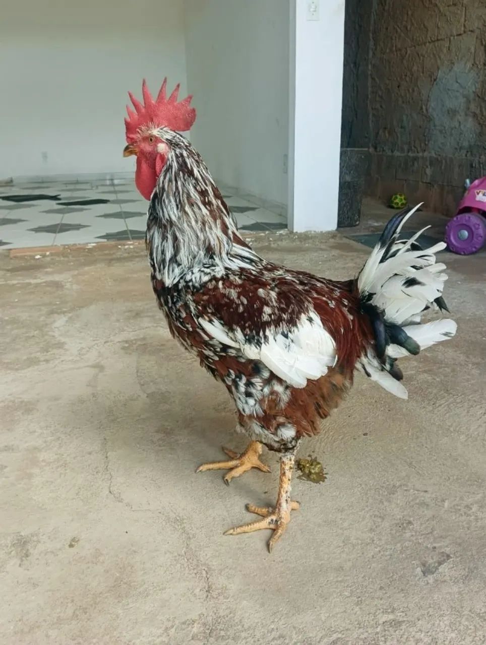 pintinhos de galinhas GSB  - Foto 5