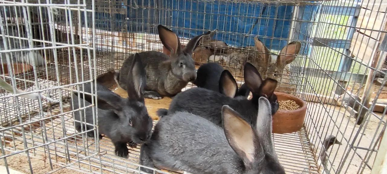 Filhotes de coelho gigante de Flanders  - Foto 5