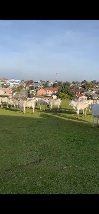 Novilhas Nelore - Foto 2