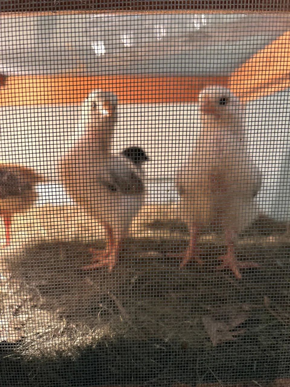 Pintinhos mestiço GSB apartir de $15,00 - Foto 3