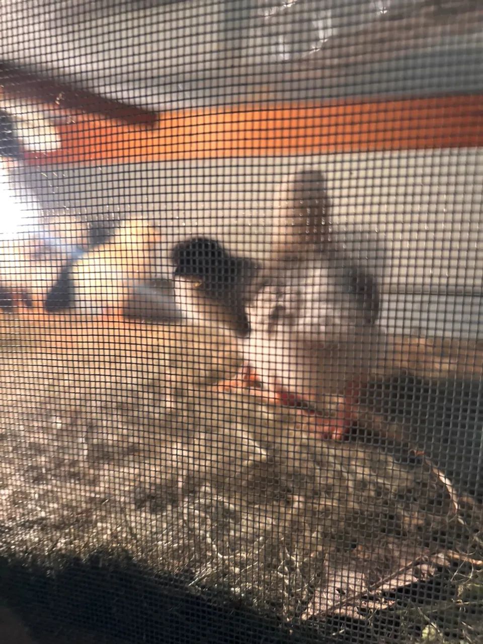 Pintinhos mestiço GSB apartir de $15,00 - Foto 4