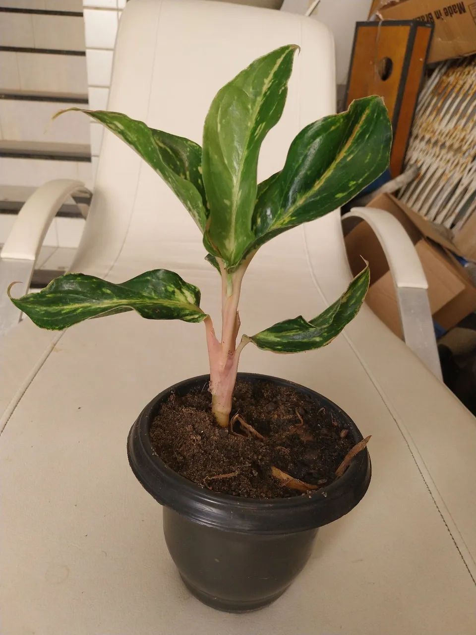 Vasos Aglaonema Mini Sumatra - Foto 4