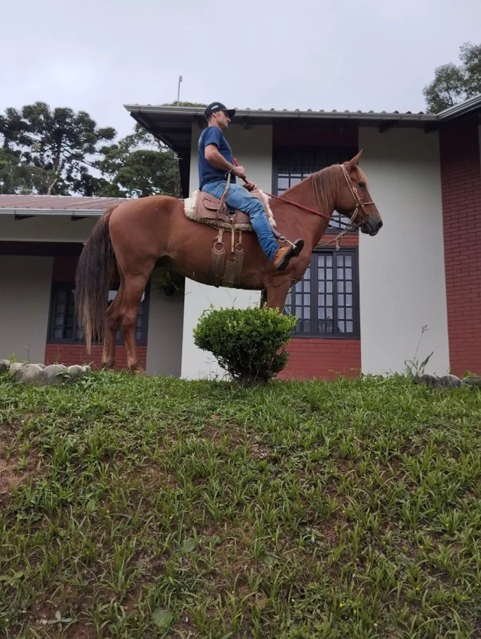 Campolina marchador porte grande. - Foto 3