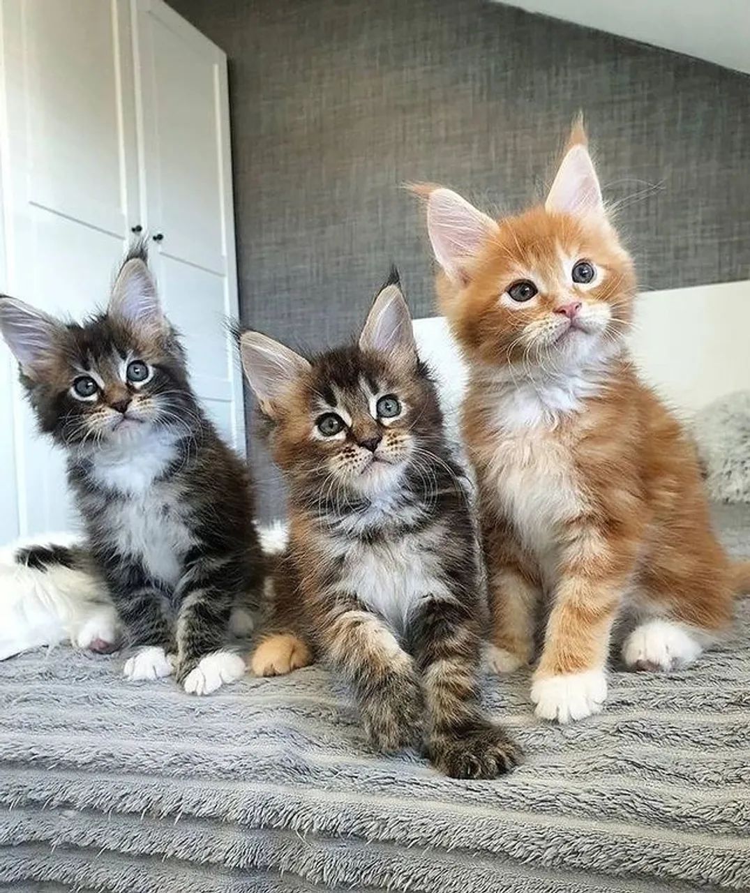 Lindos Maine Coons Disponíveis - Gatos Grandes, Amor Enorme! - Foto 2