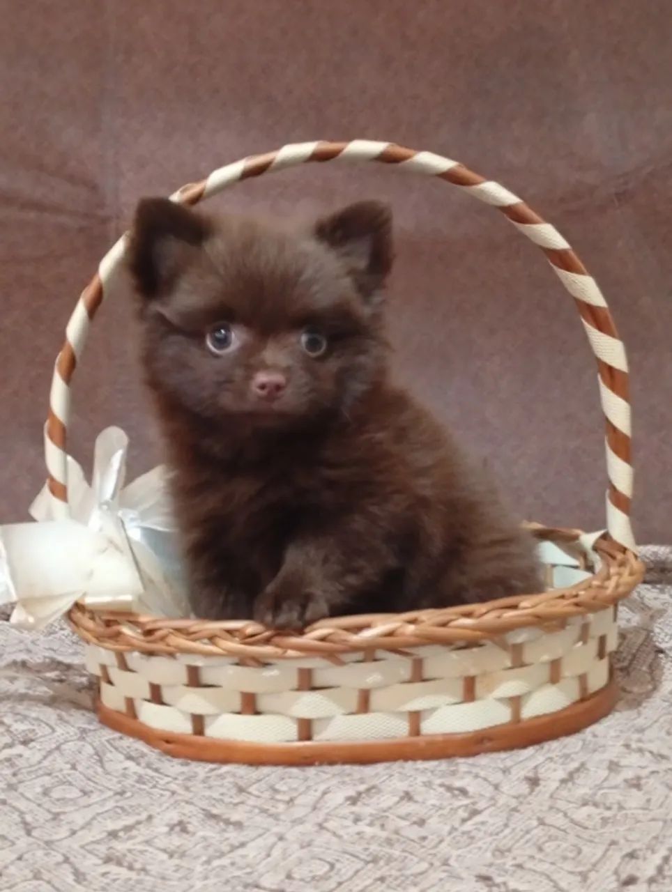 Lindos presentes de natal! Chihuahua lindos - Foto 2