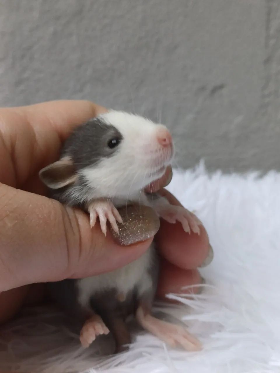 Rato twister  - Foto 2