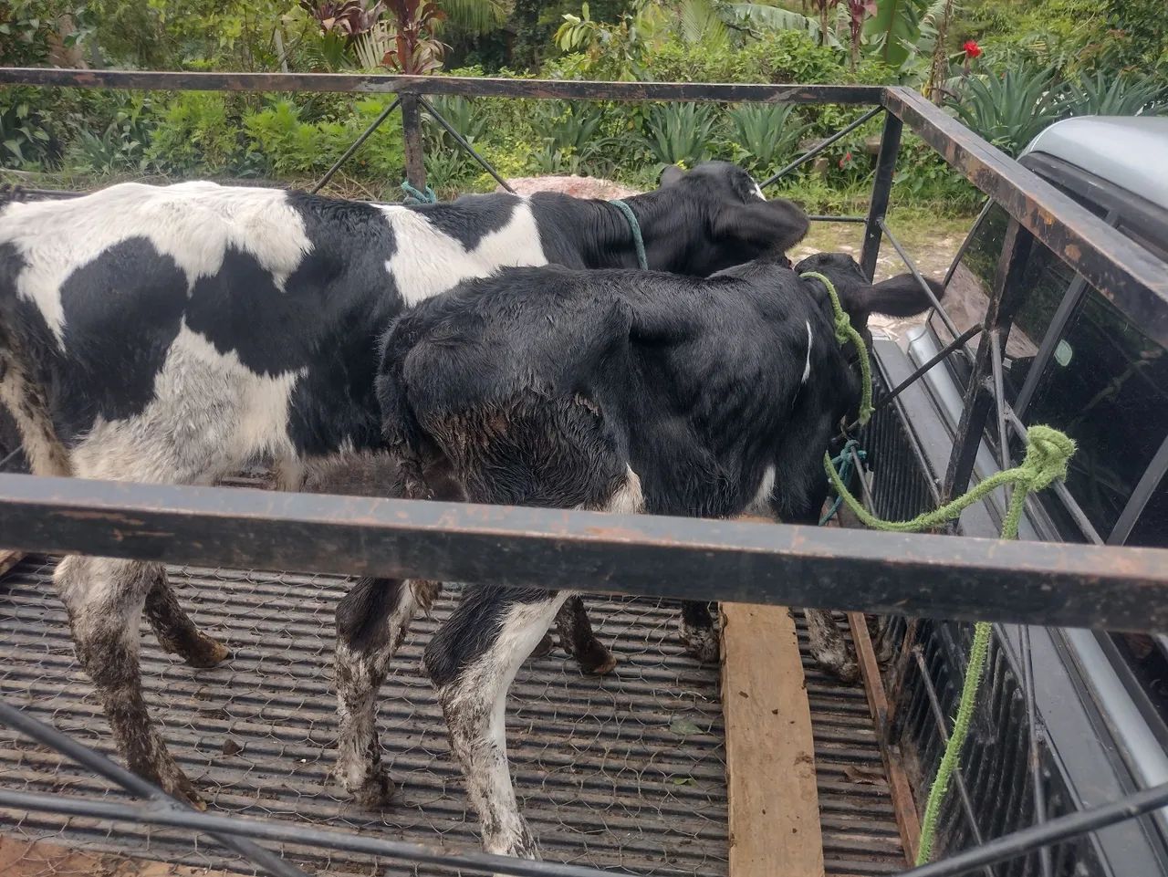  3 Bezerros para venda - Foto 2