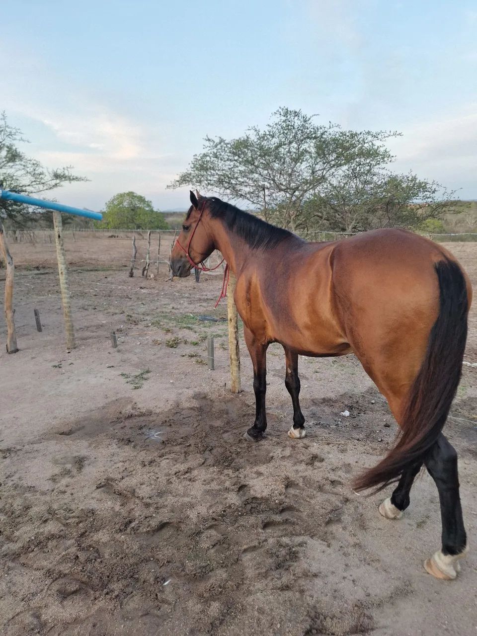 Cavalo Mangalarga Marchador - Foto 2