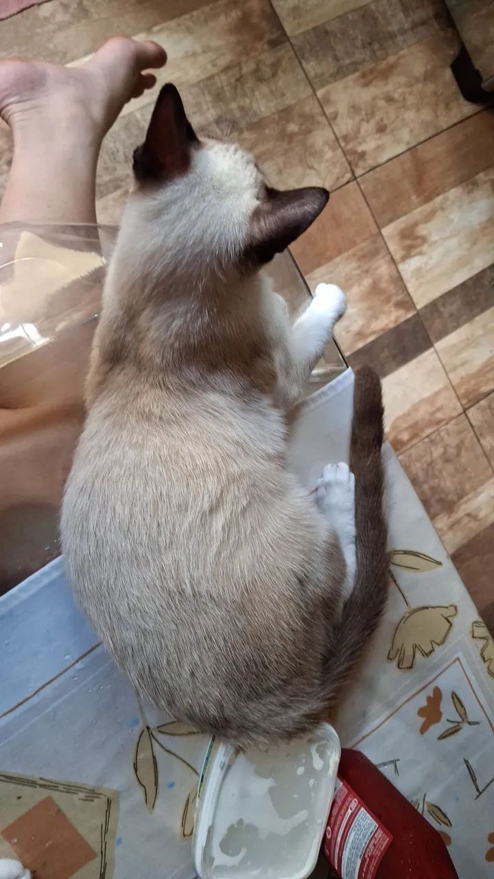 Gata fêmea  - Foto 4