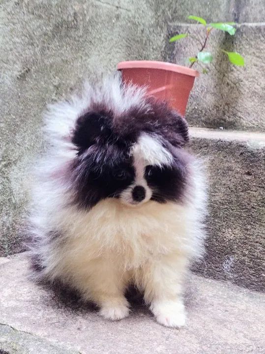 Filhote de Spitz Alemão - Foto 4