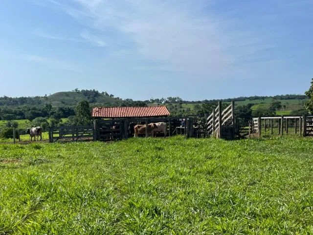 Fazenda à Venda Região nobre do TOCANTINS. - Foto 6