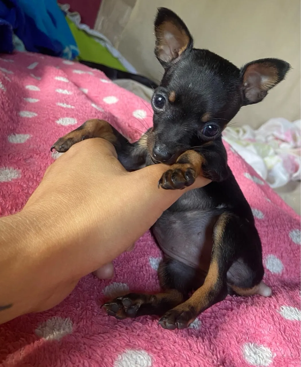 Filhote de Pinscher Miniatura