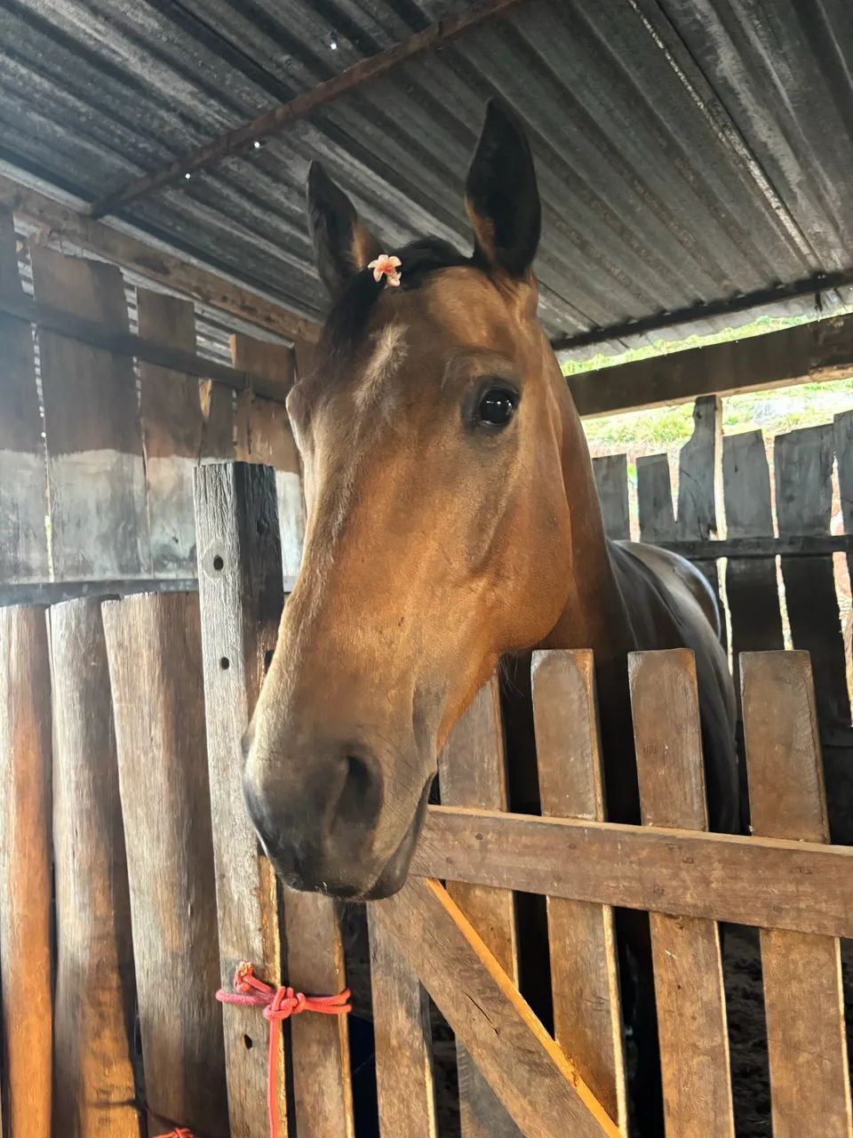 BETY DASH CHP - Foto 5