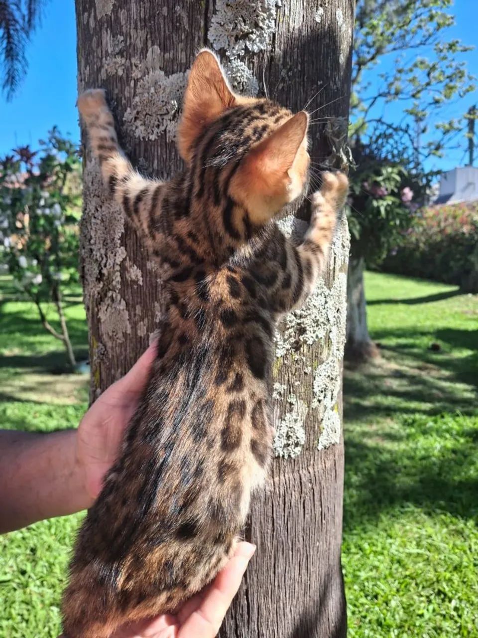 Bengal Available 64166870643970121