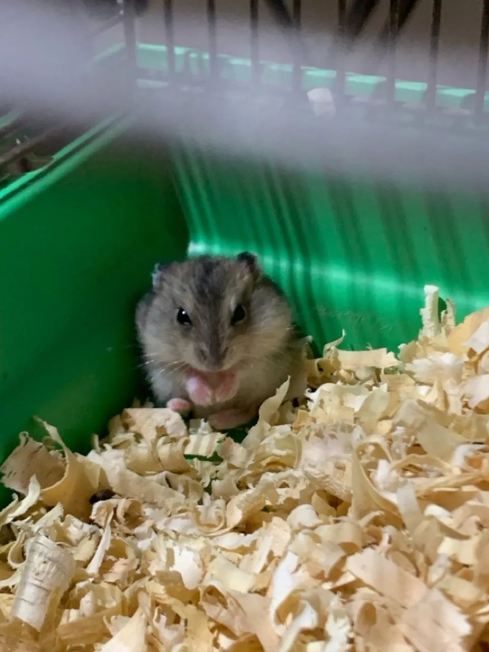 Vendo hamister e assessorias - Foto 6