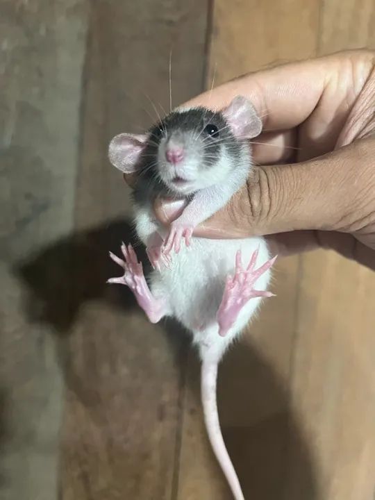 Ratos Twister  - Foto 6