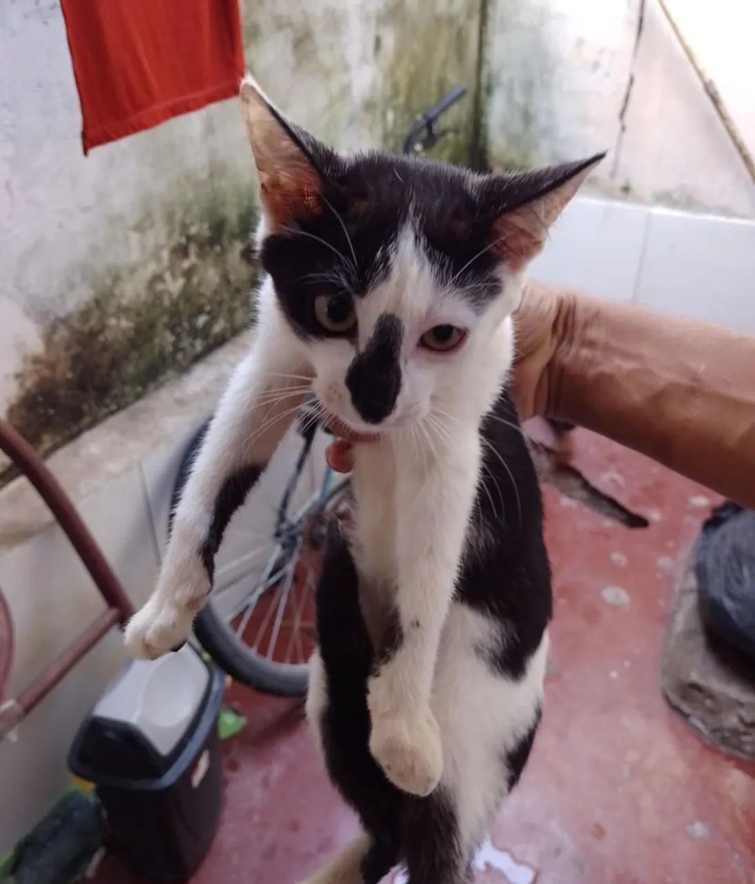 Gatinho Siamês para adoção - Foto 2