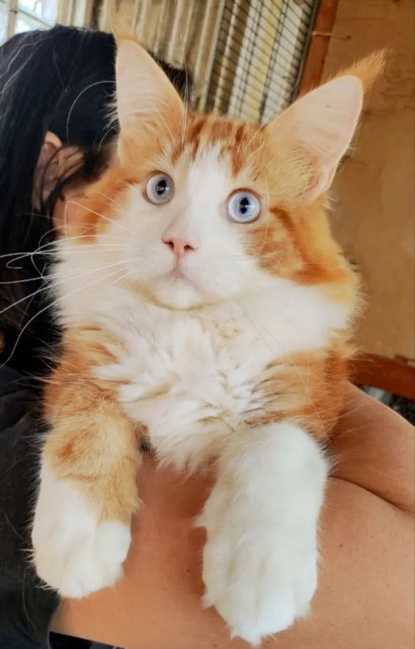 Maine Coon  - Foto 2