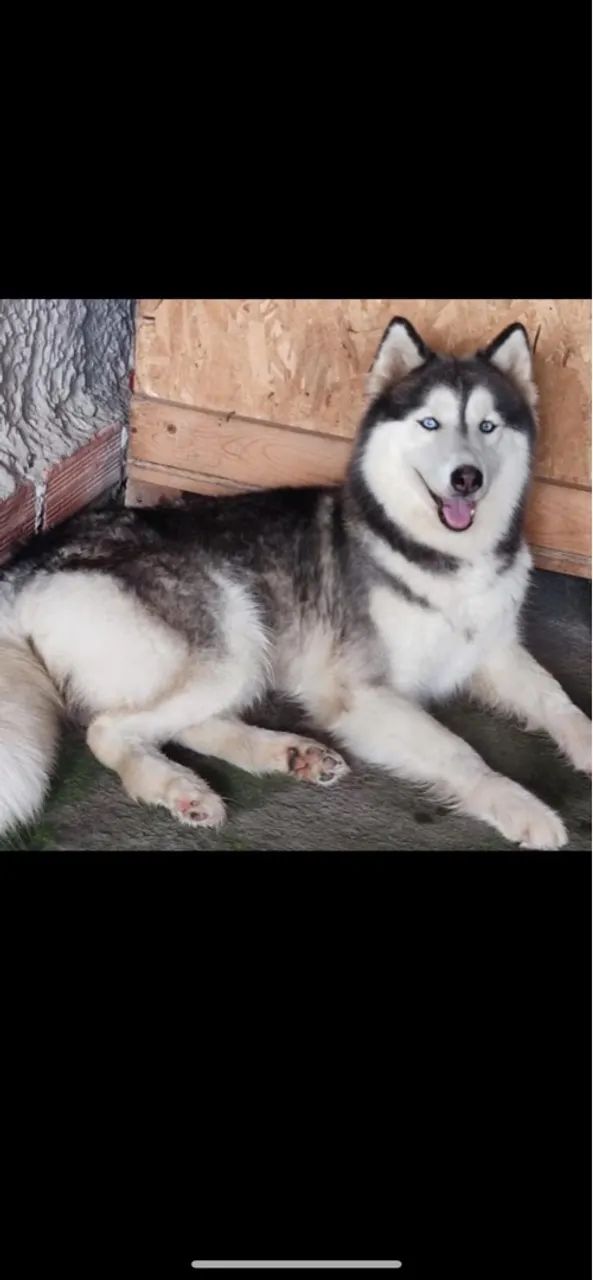 Filhote Husky Siberiano lindo