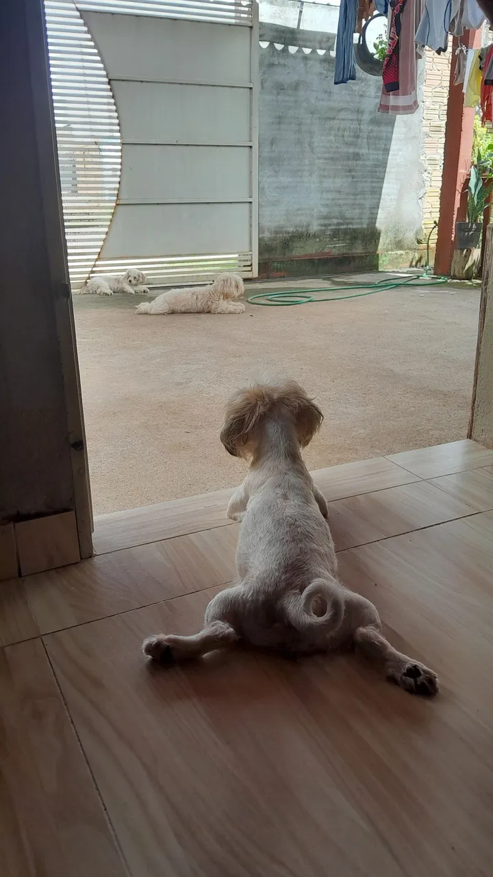 Shih Tzu Filhote - Puro e Alegre!
