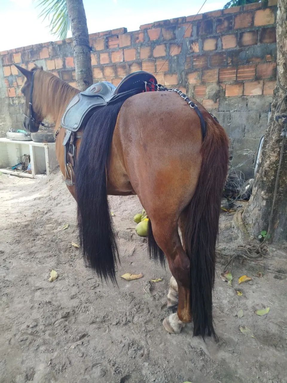 Cavalo alazam - Foto 5