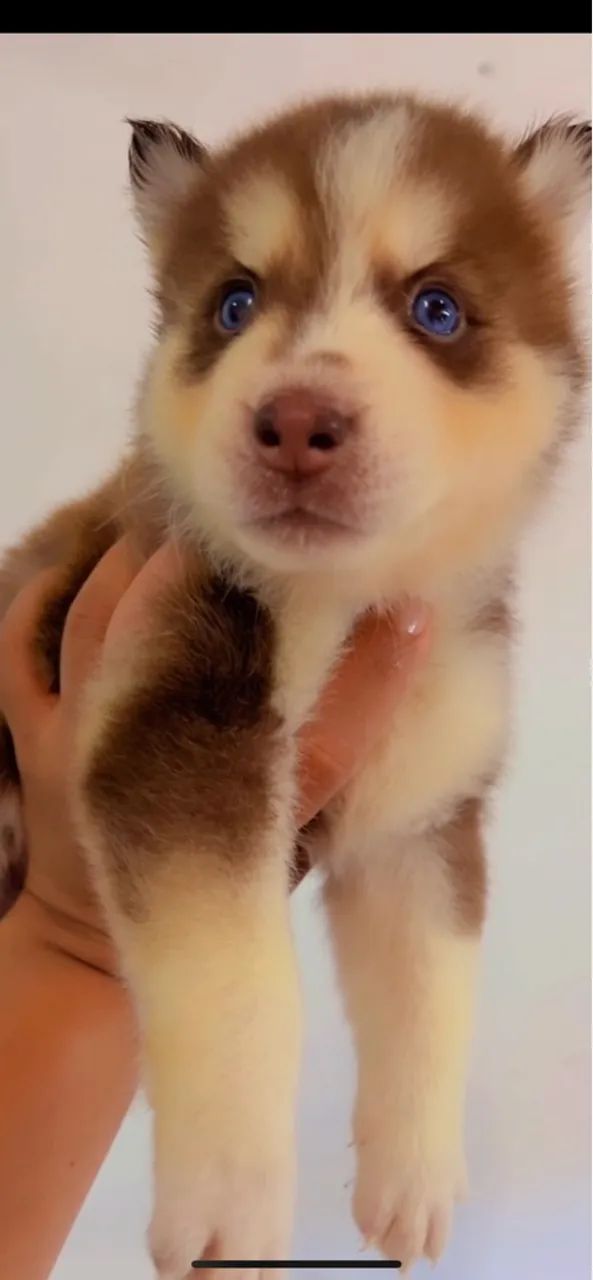 Filhote Husky Siberiano lindo - Foto 4