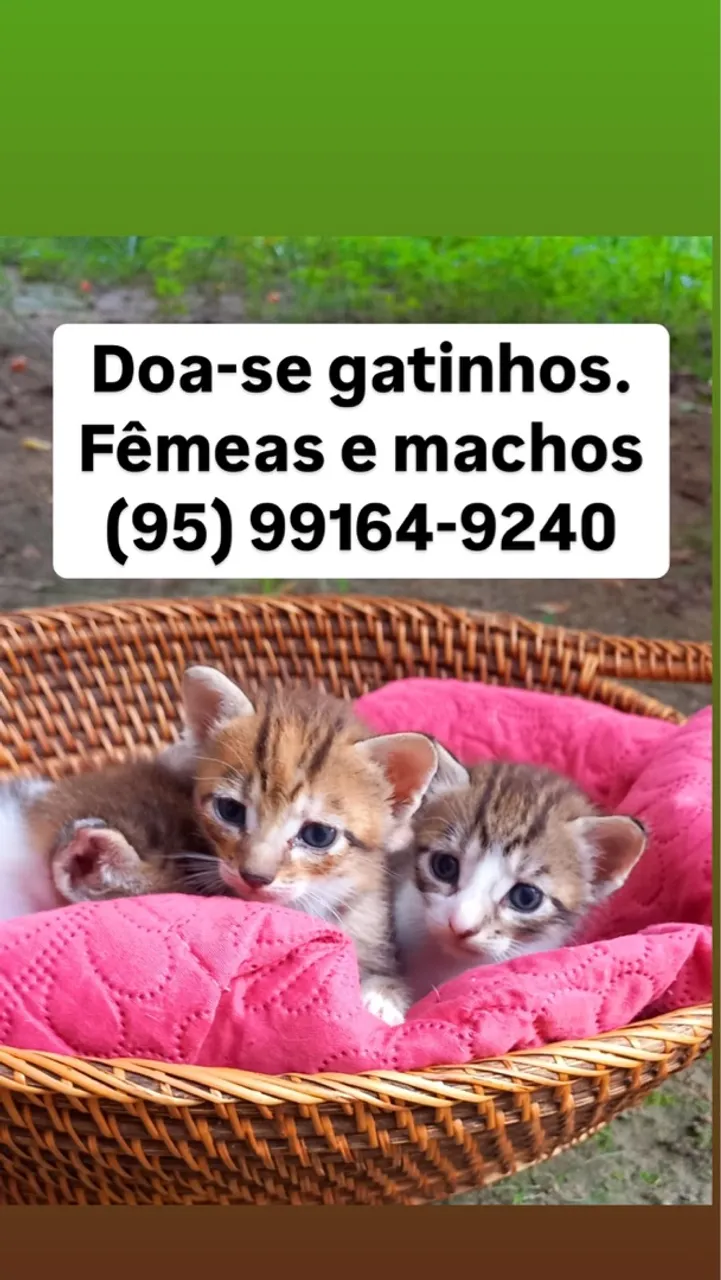 Doa se gatinhos 