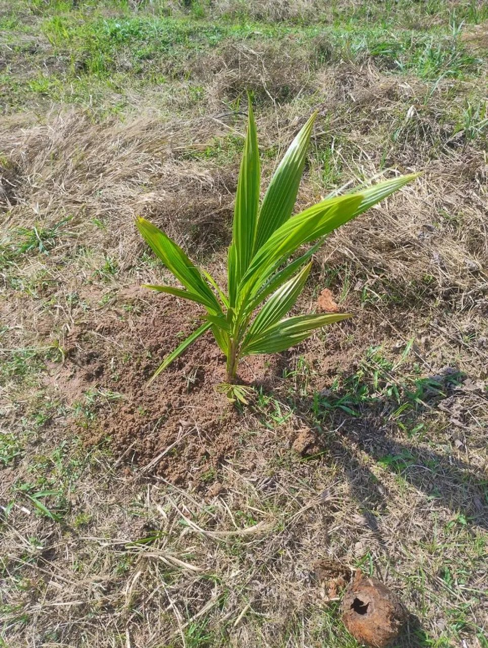 Terreno vila acre  - Foto 2