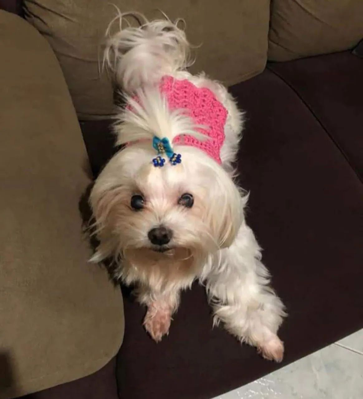 PROMOÇÃO!!! MALTÊS FÊMEAS E MACHOS ADULTOS 100% LEGÍTIMOS RAÇA PURA  - Foto 4