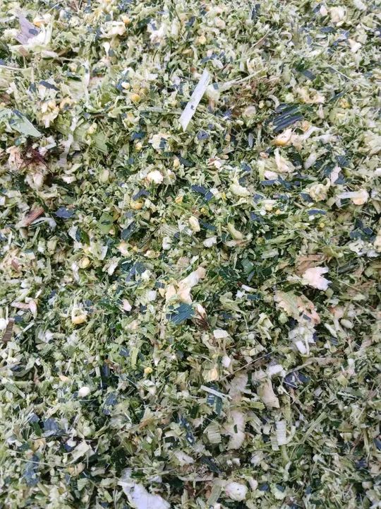 Silagem de 100% Milho  - Foto 4