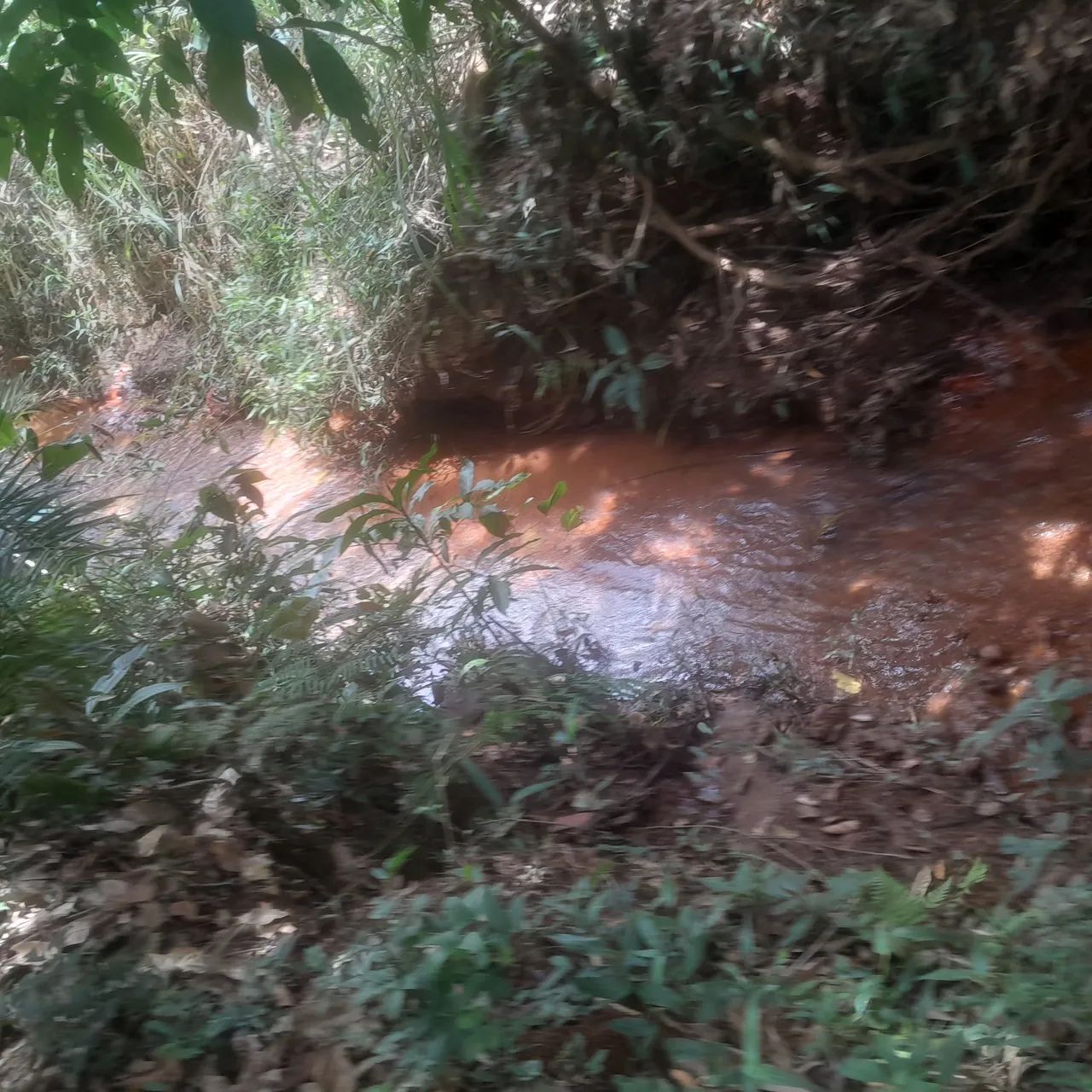Terreno  com riacho e natureza exuberante