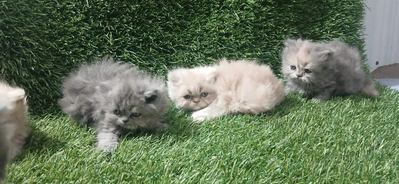 Gato persa  lindos filhotes a venda 