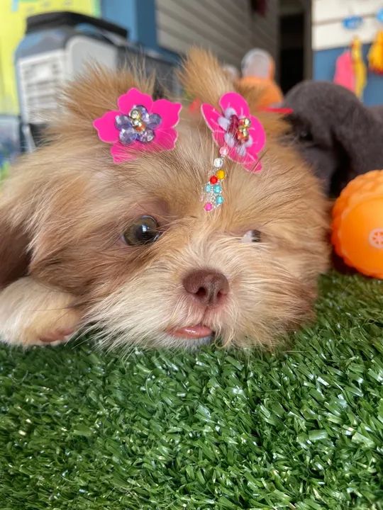 Mini shih tzu fêmea chocolate dos olhos azuis!!$2.200,00 - Foto 2