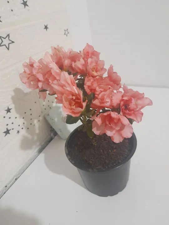 Azaléia Mini flor dobrada pink. Linda planta natural decoração interior e exterior. - Foto 2