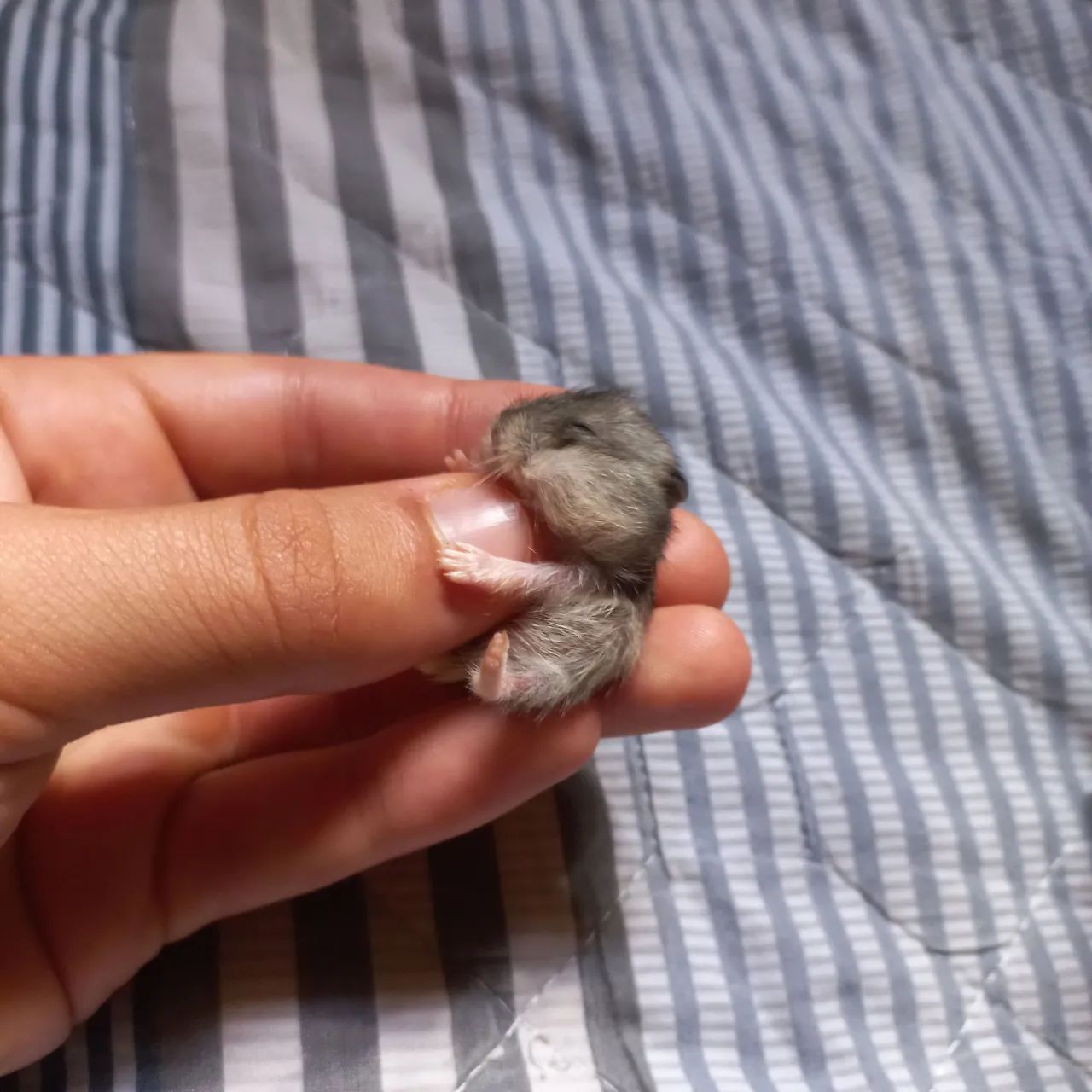 Filhote de hamster super fofo