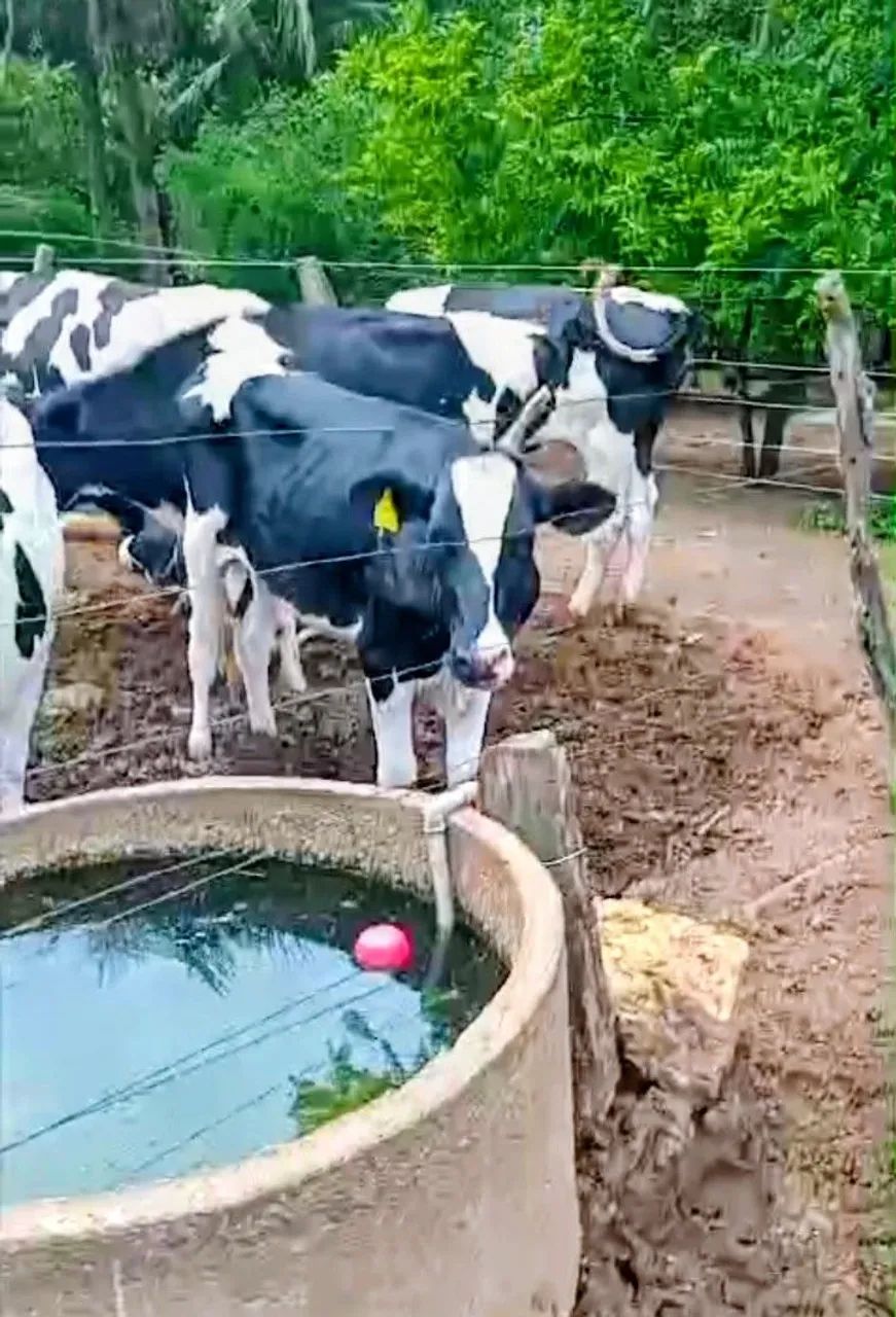 Vendo Novilhas holandês com prenhes confirmada com sêmen sexado  - Foto 3