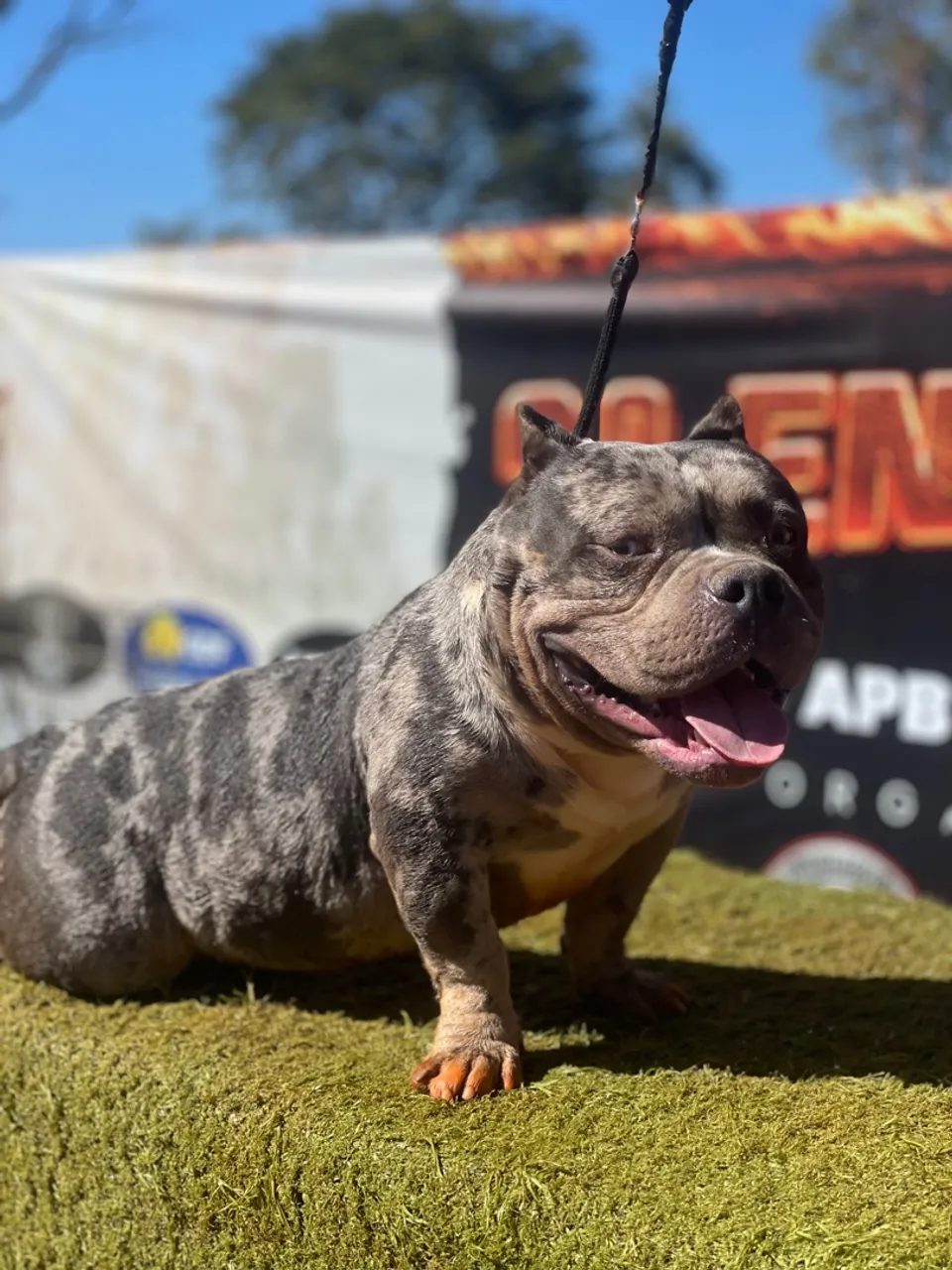 American bully micro para cobertura