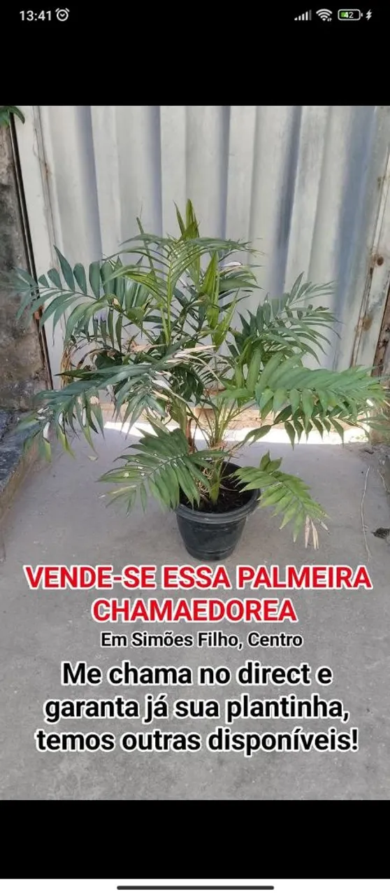 VENDE-SE ESSA PALMEIRA CHAMAEDOREA 45,00