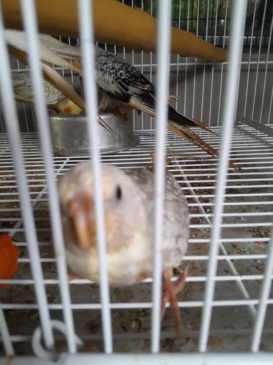 Disponível em blumenau  - Foto 4