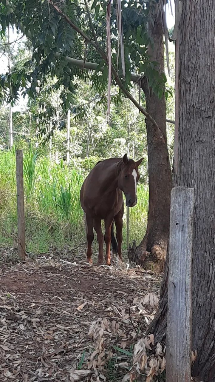 Cavalo Lusitano - Foto 5