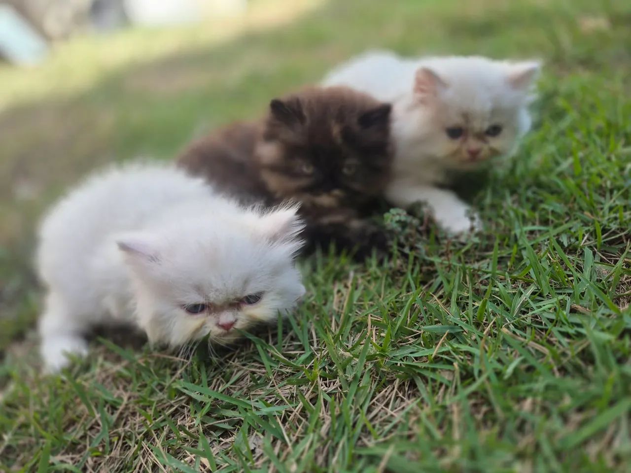 Vende - se  filhotes Gato Persas - Foto 4