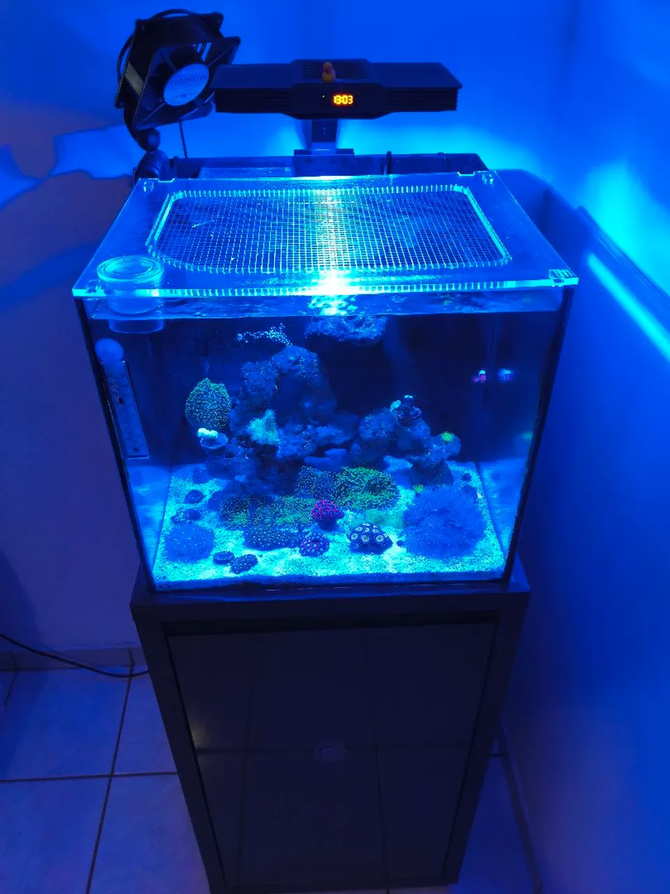 Aquário 80 litros de água salgada ou doce!