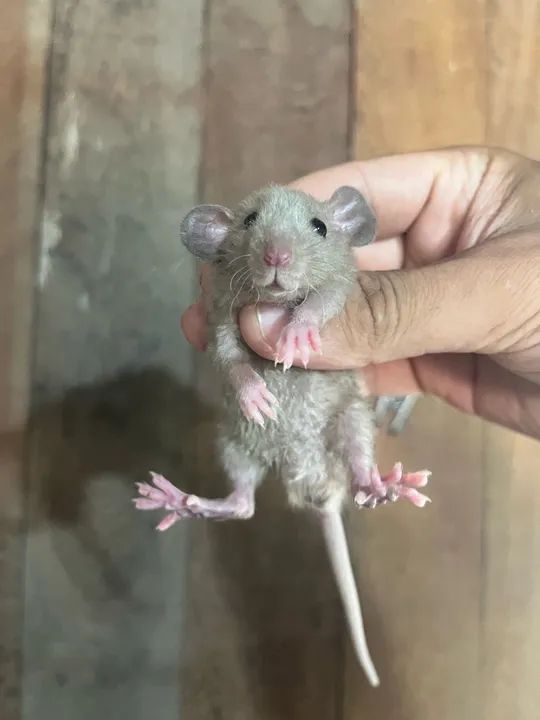 Ratos Twister  - Foto 3