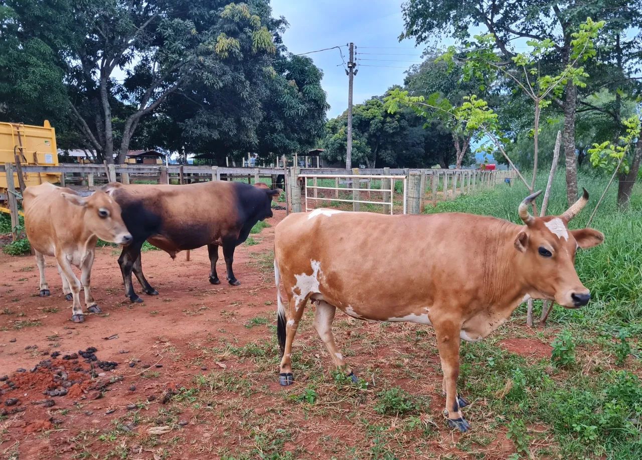 2 vacas Jersey e 1 touro/boi jersey - Foto 6