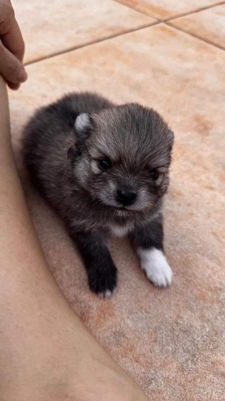 Spitz Alemão (Lulu da pomerania) Anao filhote Cachorros