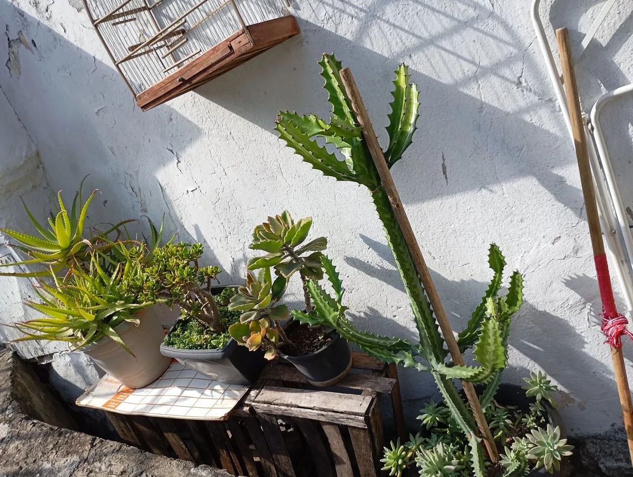 Kalanchoe Thyrisiflora - Plantas Suculenta - Foto 5