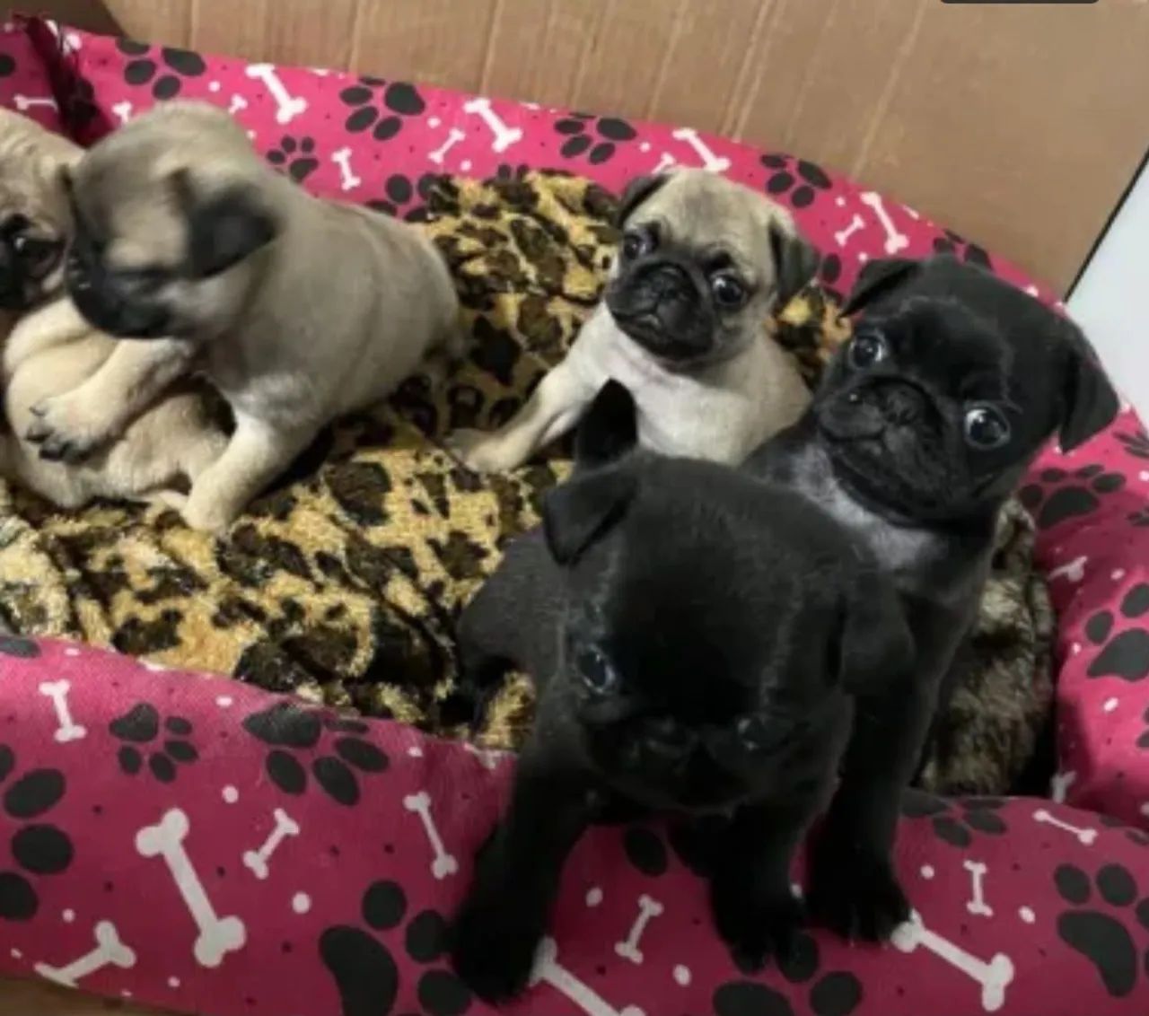 Pug Cachorrinho que merece ser descoberto