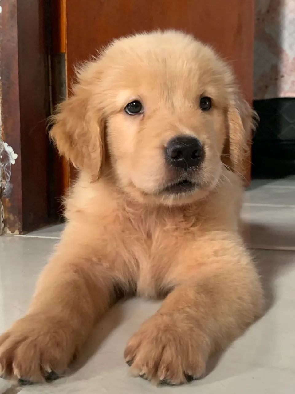 Golden Retriever 